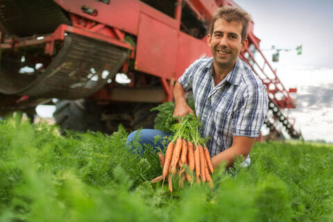 Pfälzer Karotten aus der Region  - Gemüsebauer Bernd Schlosser