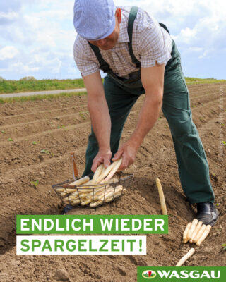 Ab sofort wieder täglich im WASGAU Frsichemarkt - Spargel aus der Pfalz