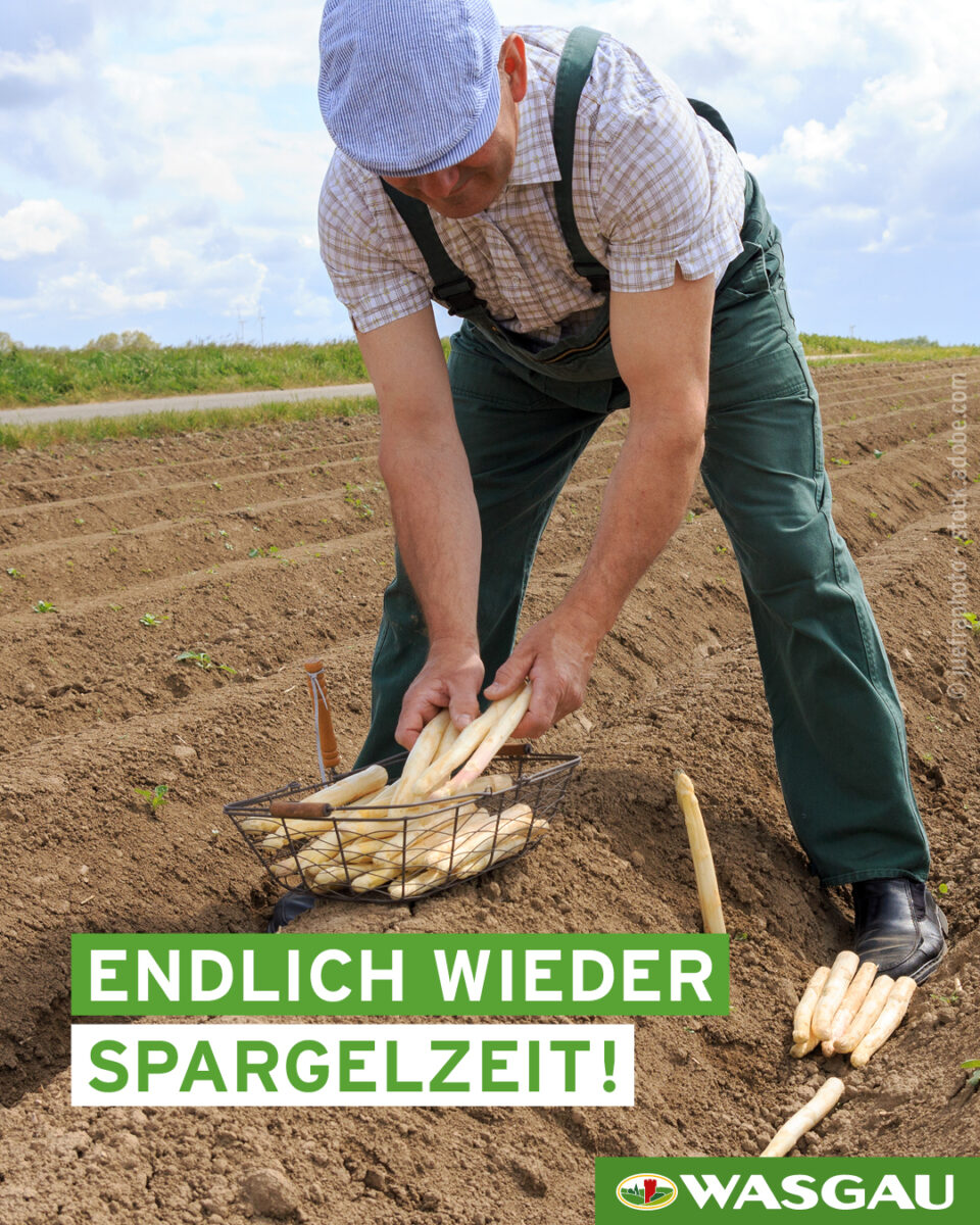 Ab sofort wieder täglich im WASGAU Frsichemarkt - Spargel aus der Pfalz