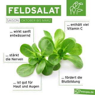 Feldsalat als frische Alternative im Winter