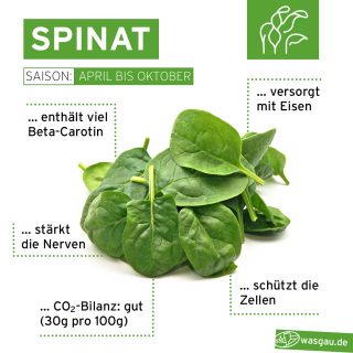 Spinat frisch zubereitet als wichtiger Vitamin-Lieferant