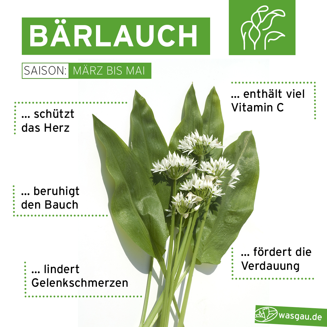 Frühlingsküche mit Bärlauch. Tipps und Rezepte im WASGAU Saisonkalender nachlese.