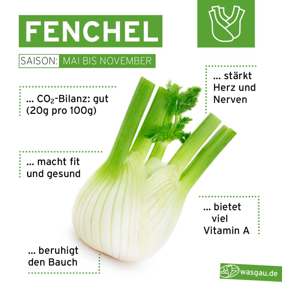 WASGAU Saisonkalender Herbst - jetzt hat Fenchel Saison