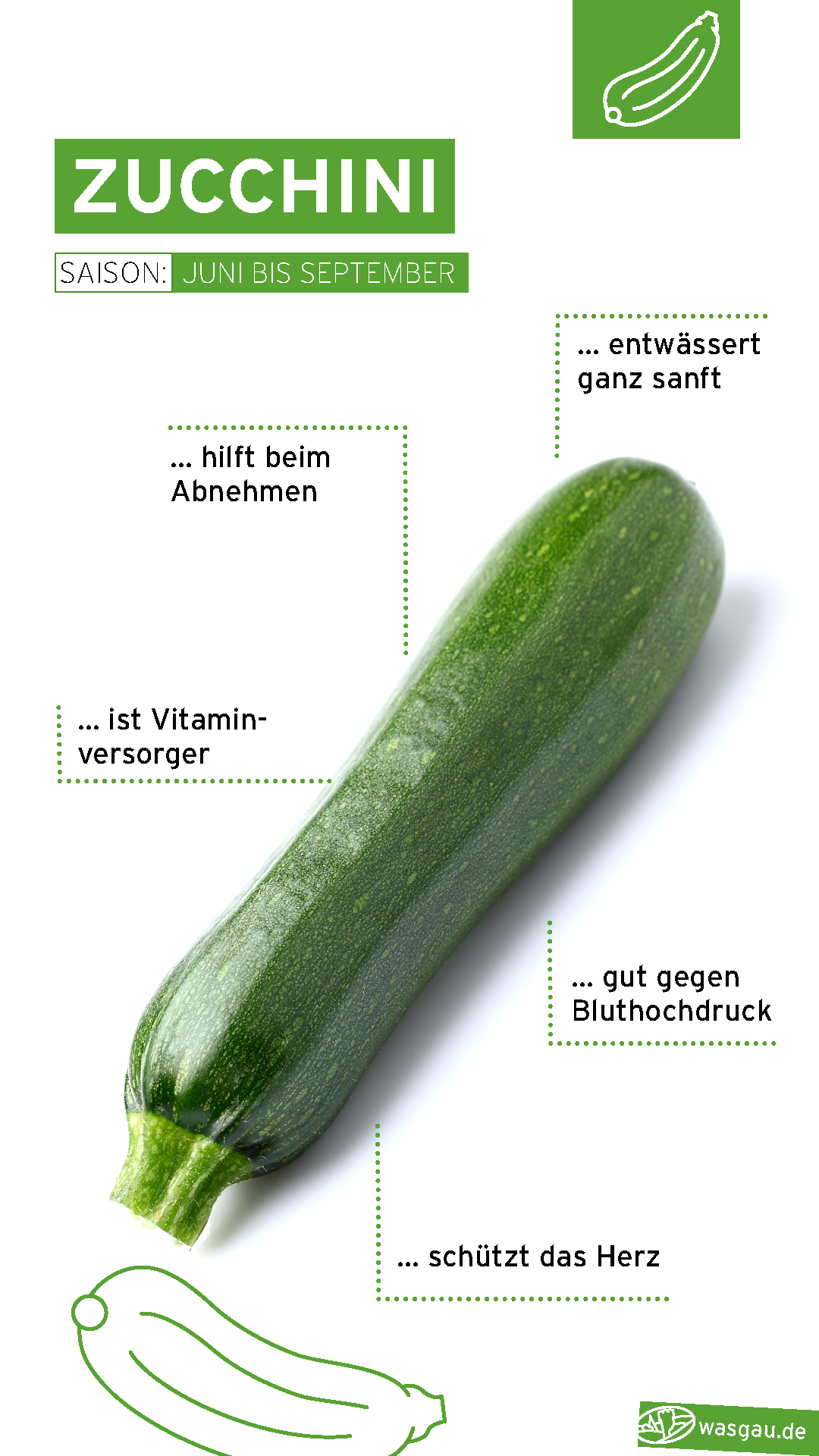 Sommer Saisonkalender: Zucchini frisch und schmackhaft zubereiten