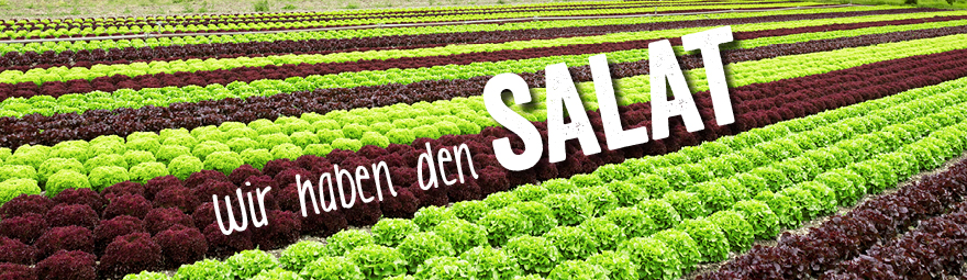 Zeit für Salat!