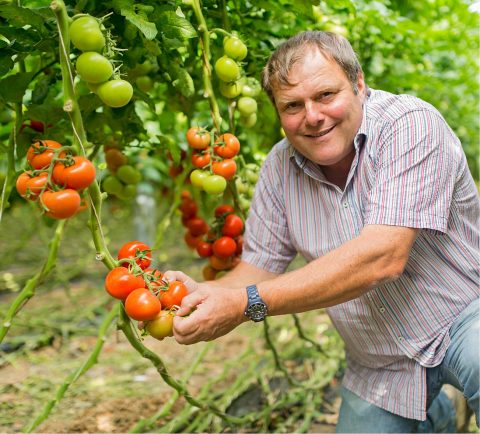 Regionale Tomaten aus der Pfalz - Gemüsegärtner – Familie Fehmel