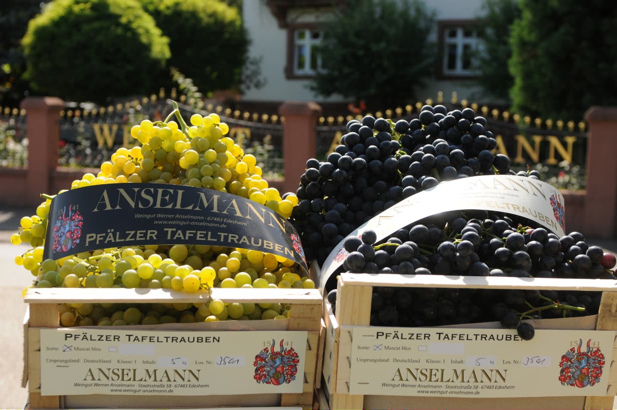 wasgau-regional-lieferant-weingut-anselmann-2 