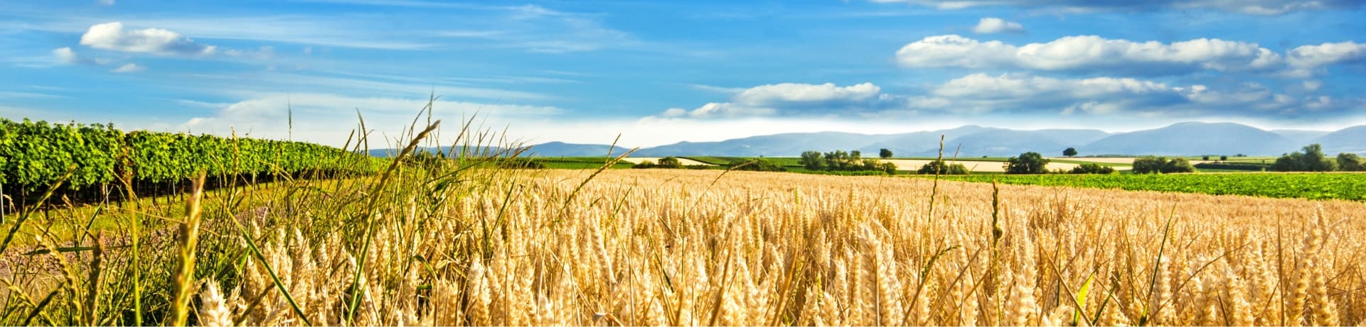 wasgau-regional-lieferanten-header